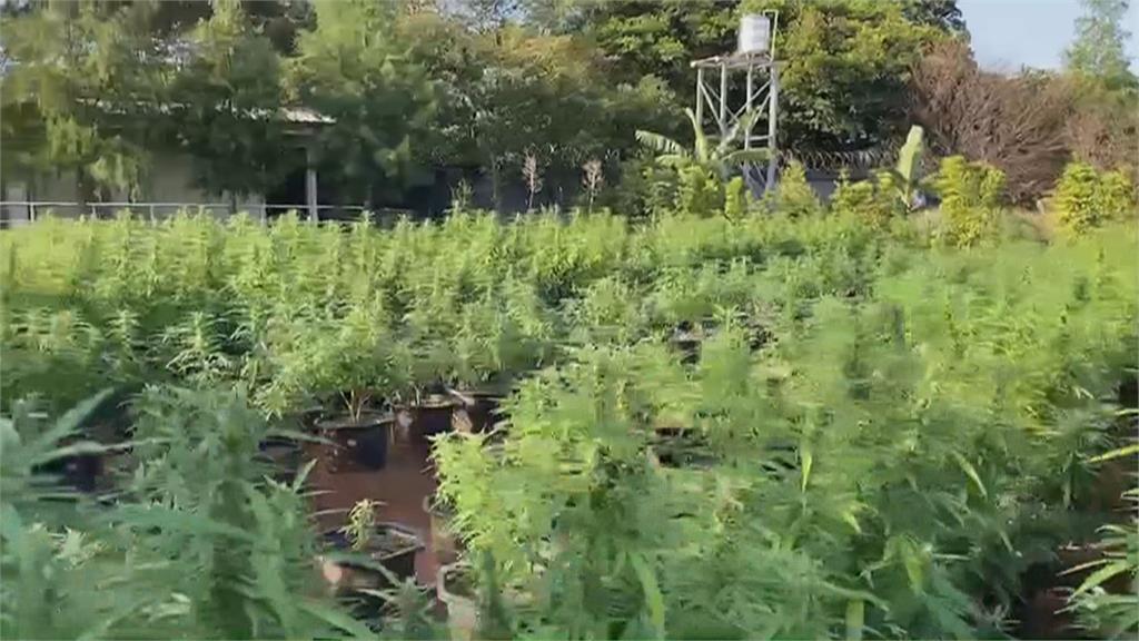 國內史上最大宗大麻案！　警破獲900坪大麻田　市價高達12.6億