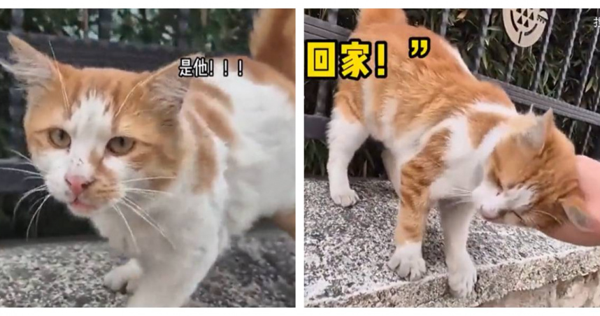 分手後前任竟把貓丟公園！隔許久意外重逢　牠「還記得熟人」惹鼻酸