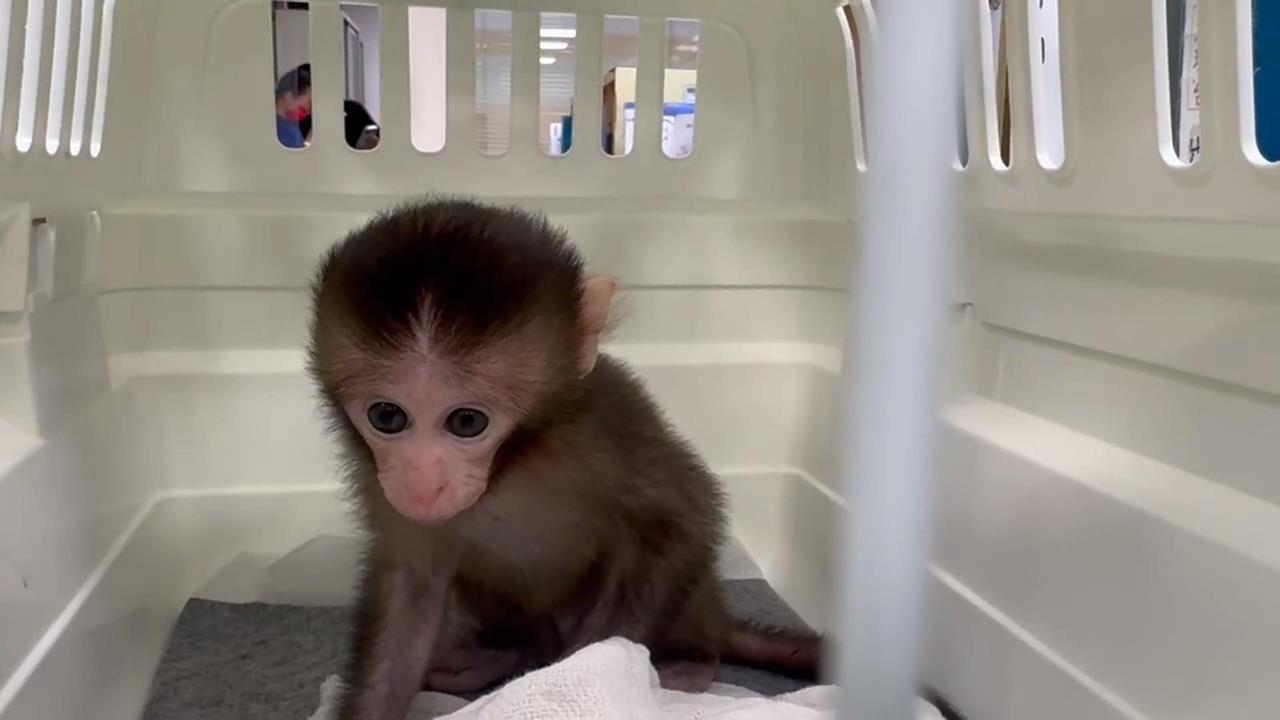 網售台灣獼猴幼崽開價1萬！　警方、志工追緝成功救回