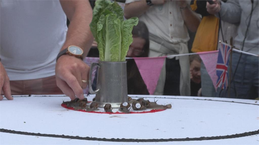 英國蝸牛爬行世界盃錦標賽登場！　冠軍：和別人租的蝸牛