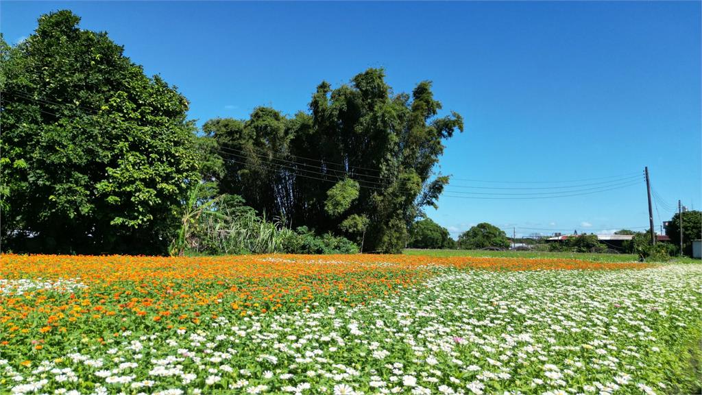 大溪水岸花卉農遊「花彩盛艷」11/16繽紛綻放 浪漫花田超好拍