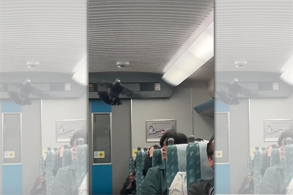 搭高鐵驚見鴿子乘客車廂內亂飛　網笑：牠有買早鳥票