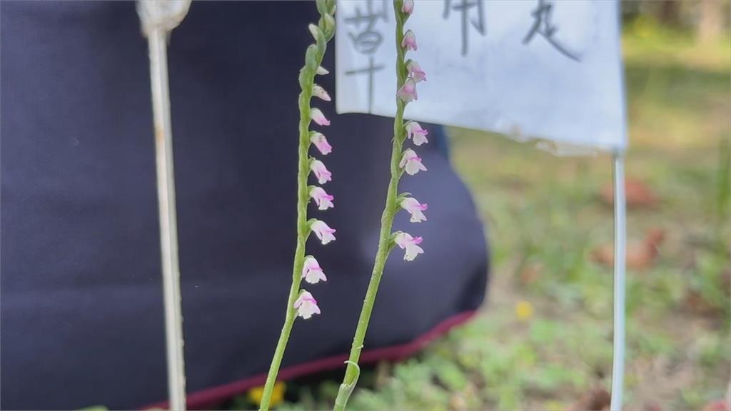 國際蘭展登場展現蘭花王國特色　瀕危的平地野生蘭花也嬌貴現蹤