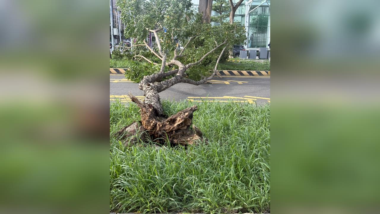 快新聞／「鳳凰」未至強風先來！新竹路樹被吹倒　民眾拍下倒樹橫陳畫面