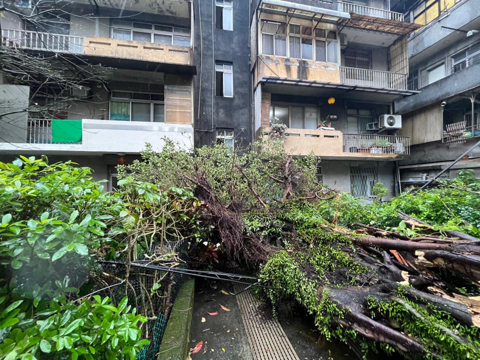 快新聞／畫面曝光！基隆百年老榕樹整株倒塌　機車、電線桿都遭殃