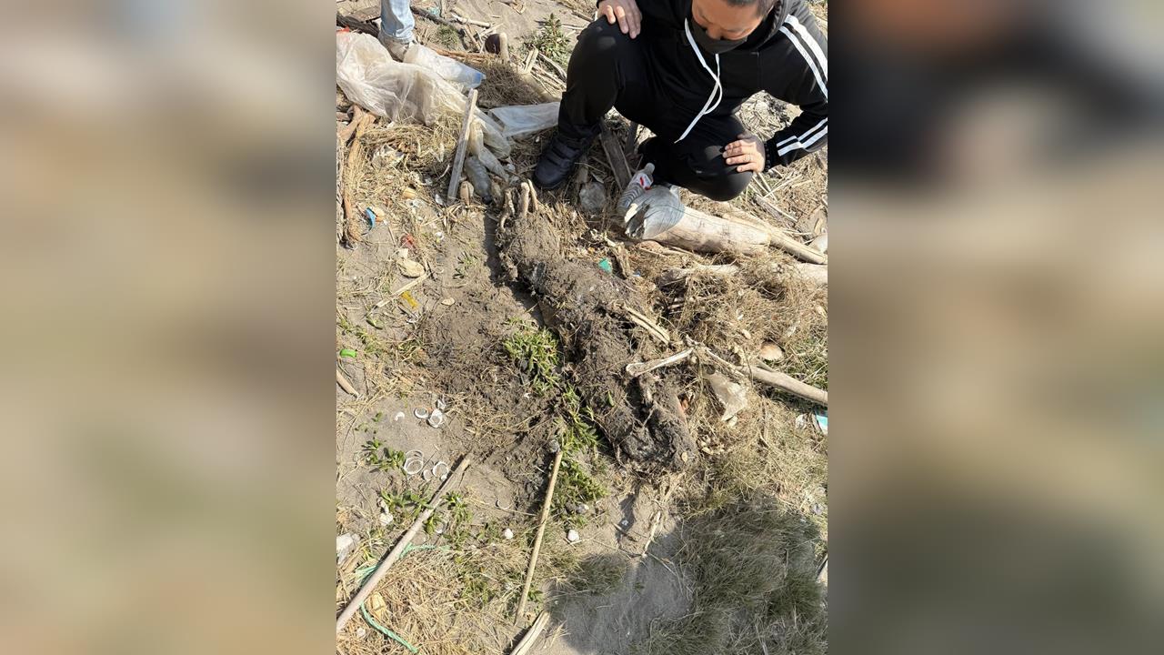 快新聞／彰化飼主虐打杜告母犬「健康」！動保處開罰後失蹤月餘　草叢堆找到已成白骨