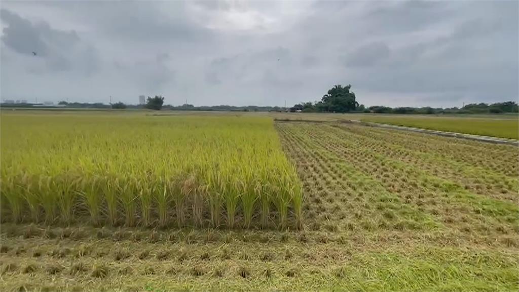 雨彈解旱卻讓稻農好緊張！　一期稻作進入收割期　急搶收