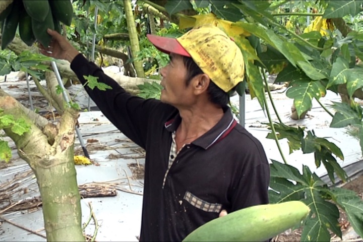 颱風來襲防農損 全台農民搶收大作戰