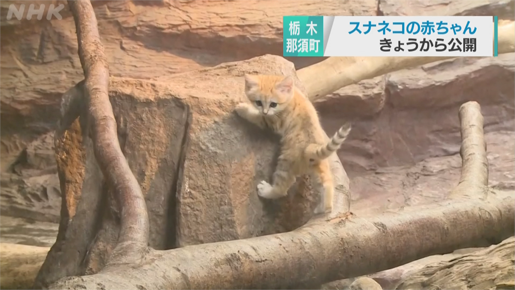 貓奴們看過來！日本那須動物王國 誕生3隻超卡哇伊「沙漠貓寶寶」
