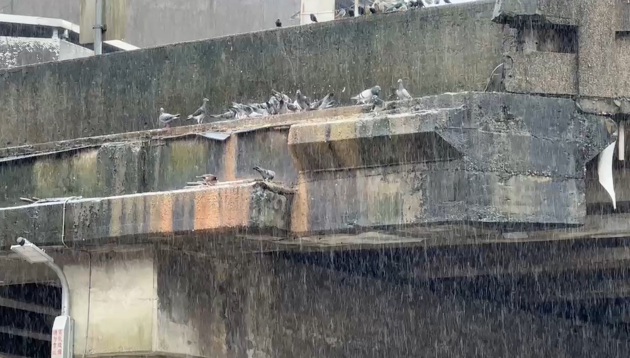 鳥都來這　轉運站「天降鳥屎」擾民