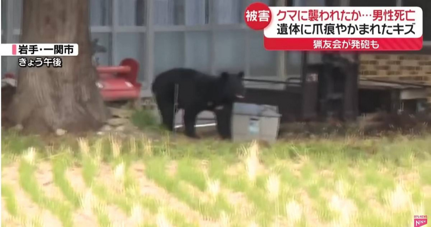 日本「熊災」肆虐！秋田縣知事急向「自衛隊」求援