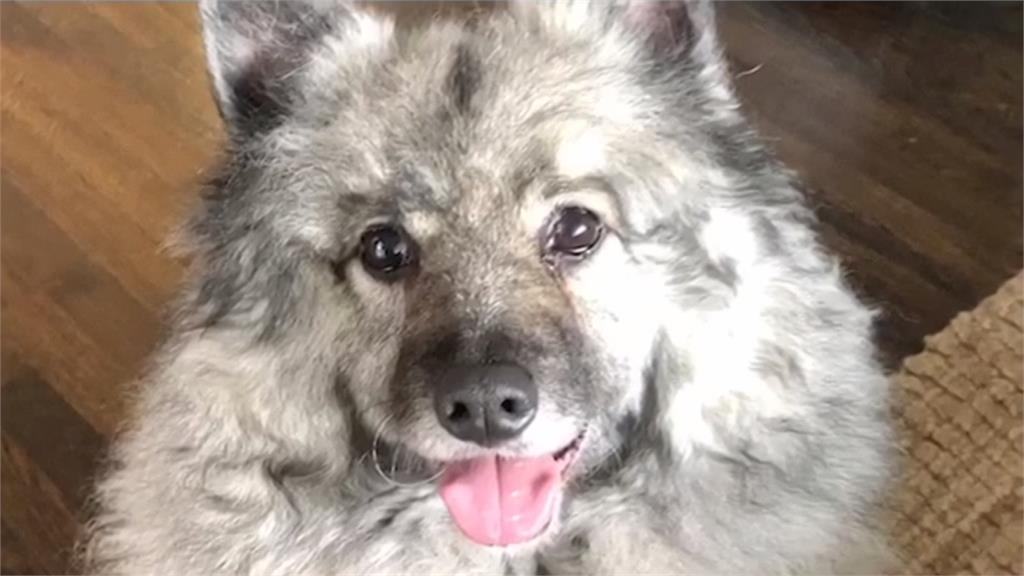 全球最可愛的狗是牠!荷蘭毛獅犬奪「萌」主寶座