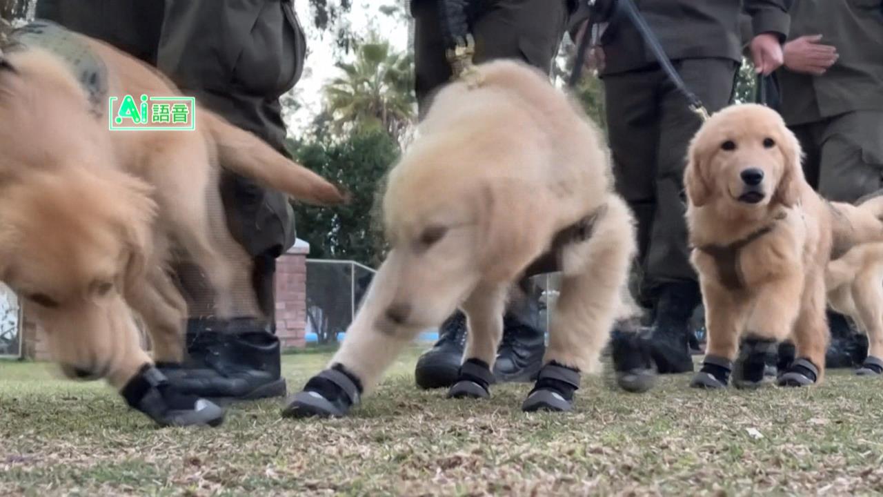 智利年度軍事閱兵新亮點　警界新兵「警犬幼犬」超萌亮相