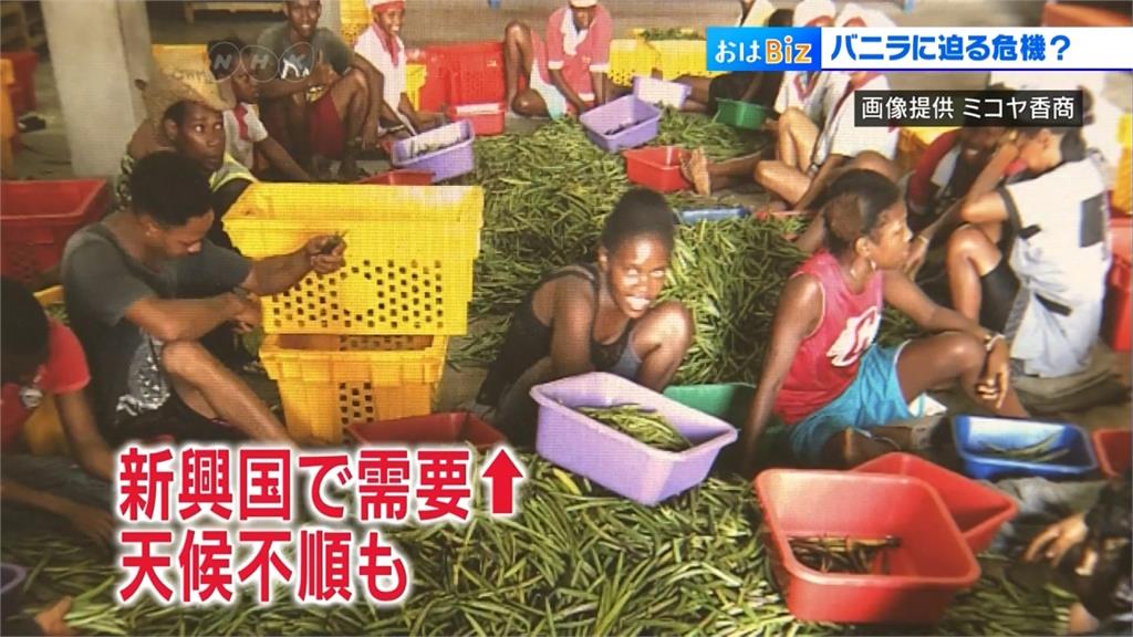 香草產量銳減 日本甜點業者打算自己培育