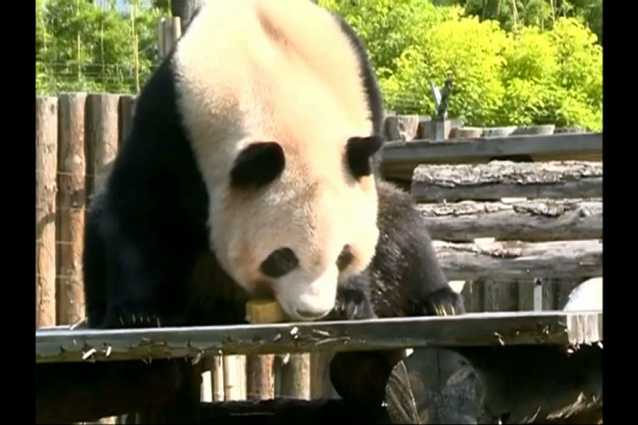 過中秋！中國動物園也應景吃月餅