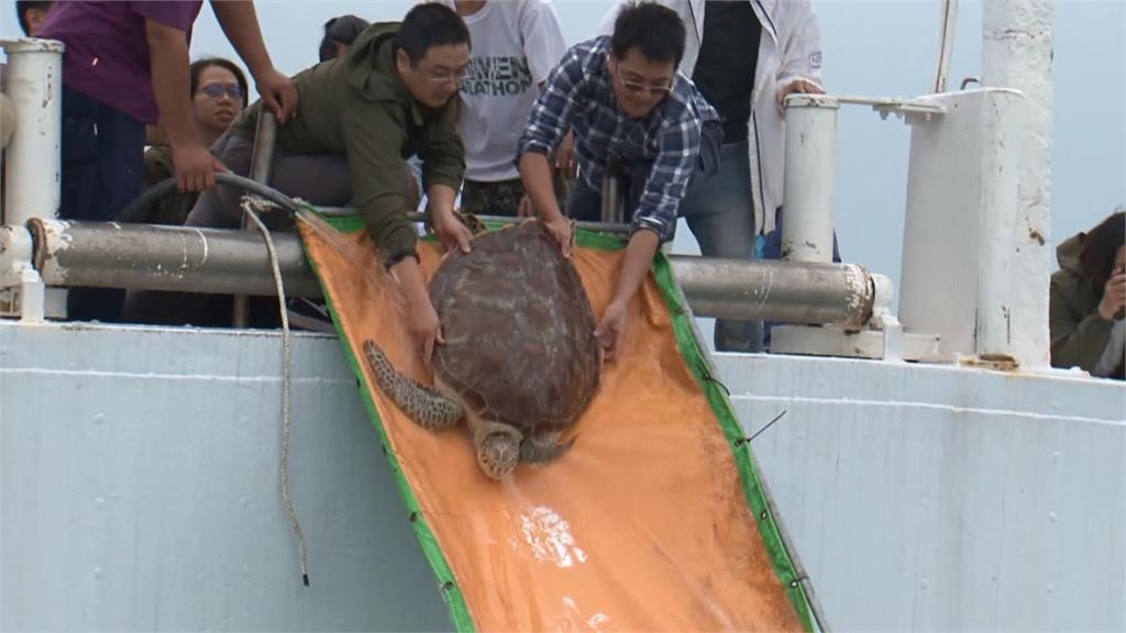 遭螺旋槳、流刺網凌虐 野放綠蠵龜遍體鱗傷