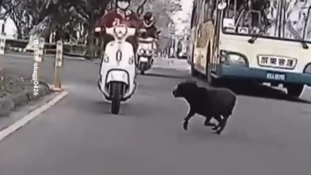 屏科大"校狗暴衝"撞翻車! 騎士慘摔四肢擦挫傷