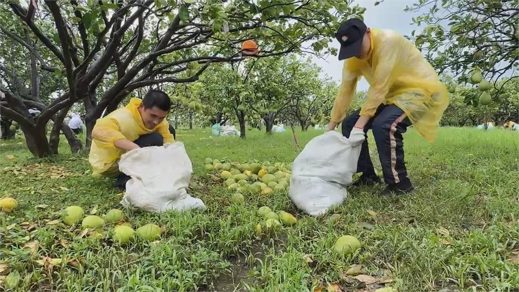 麻豆文旦柚全被掃落　台南市府協調國軍支援清運落果