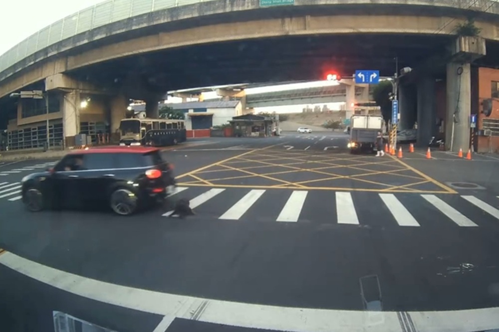 工廠犬外出游蕩慘遭車輛輾壓　新北動保處開罰車主及飼主
