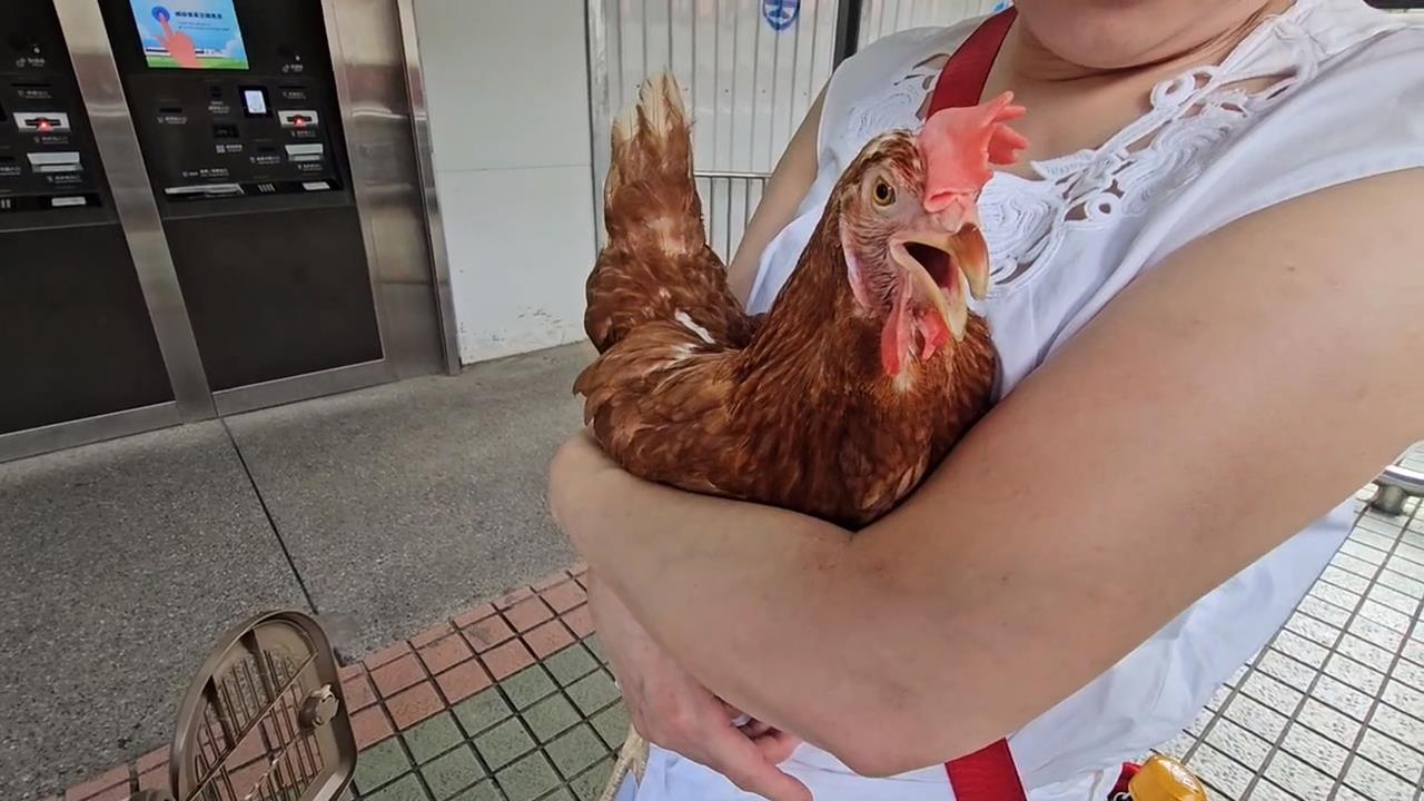 "寵物雞"搭火車遭拒 台鐵:經濟動物需走託運通道