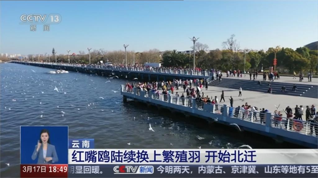 紅嘴鷗春天遷徙中國雲南撫仙湖　遊客為拍照「強抓」惹議