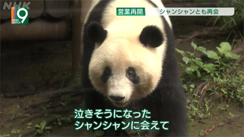 睽違4個月！東京上野動物園重新開放 貓熊香香人氣爆棚
