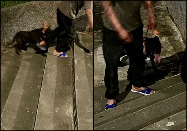 比特犬狂咬貴賓狗！臟器外露慘死　花蓮女飼主崩潰痛哭