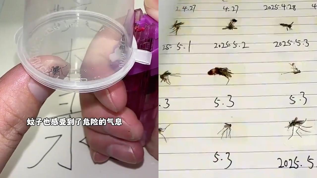 夏天怨念超深!廣東男自製「蚊子生死簿」一做就是4年...網笑翻:碰上閻王了