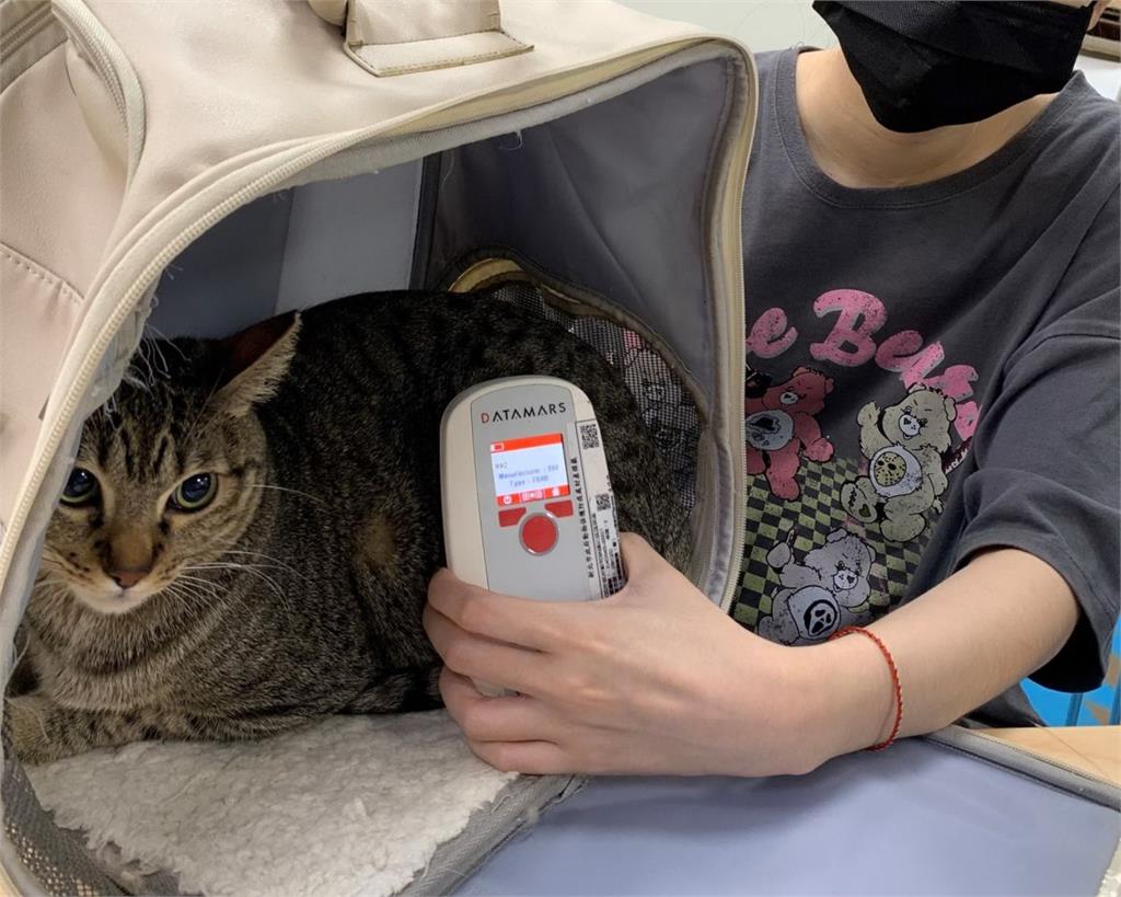 家貓登記緩衝期將屆滿　新北動保處籲飼主盡速完成植晶片