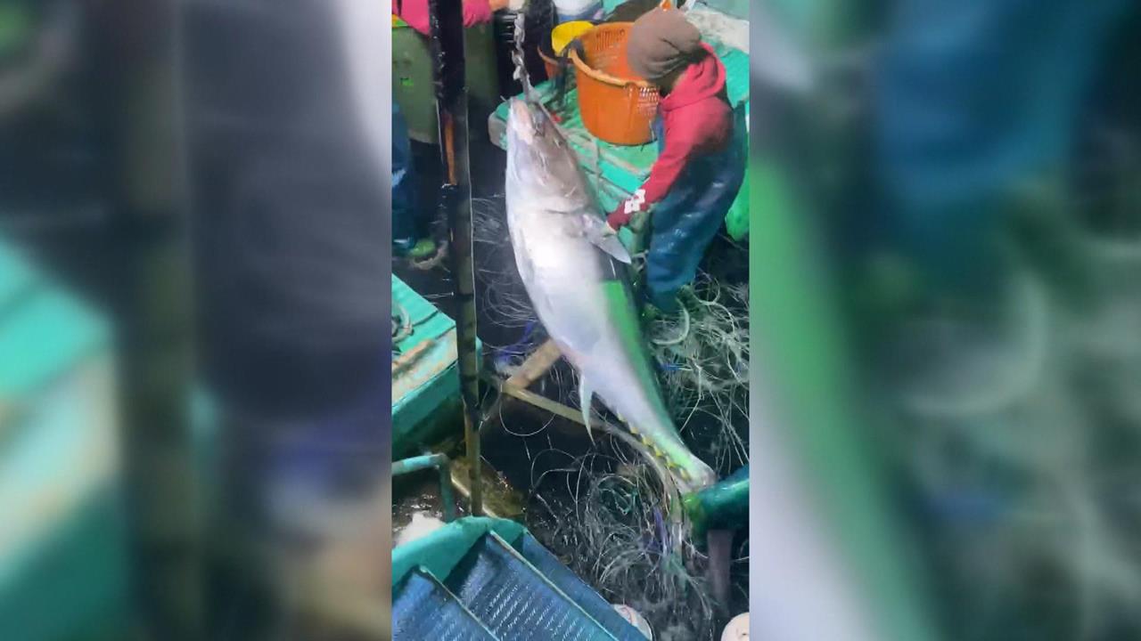 「第一鮪」夢碎！船長依規錄影　仍「因這原因」被取消失格