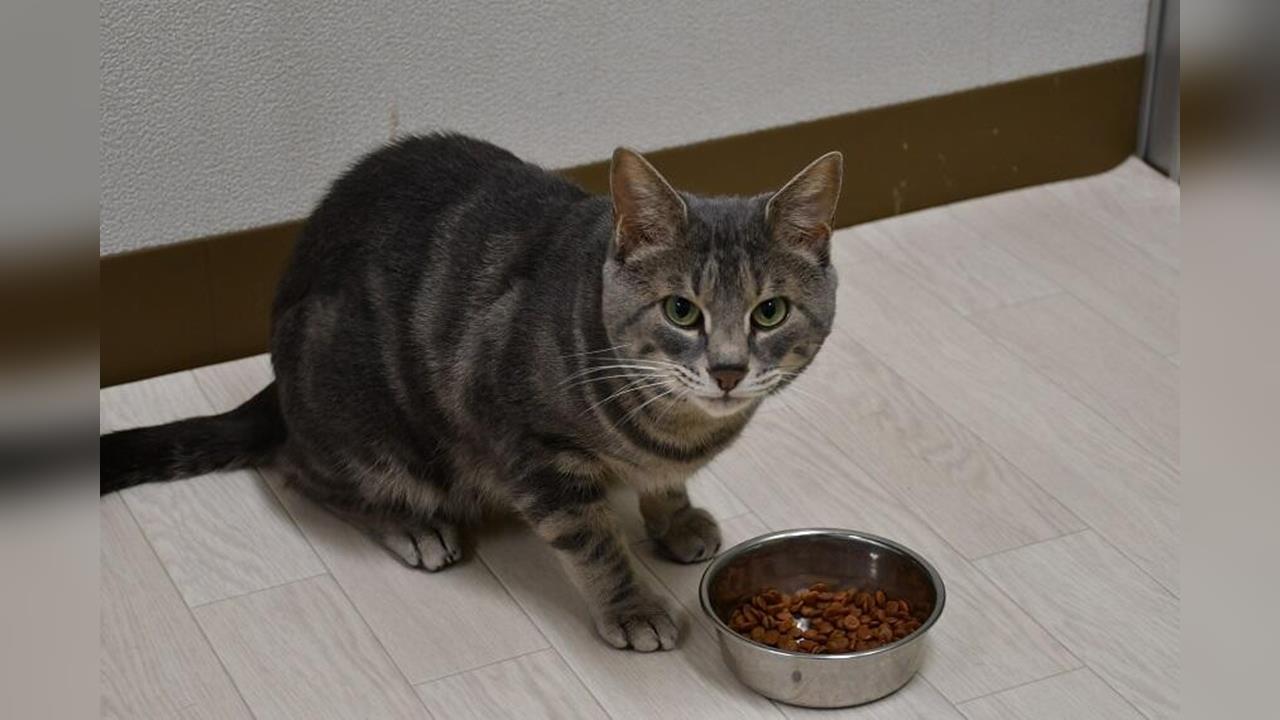飼料吃一半就走非挑食！　研究揭密「貓咪會嗅覺疲勞」