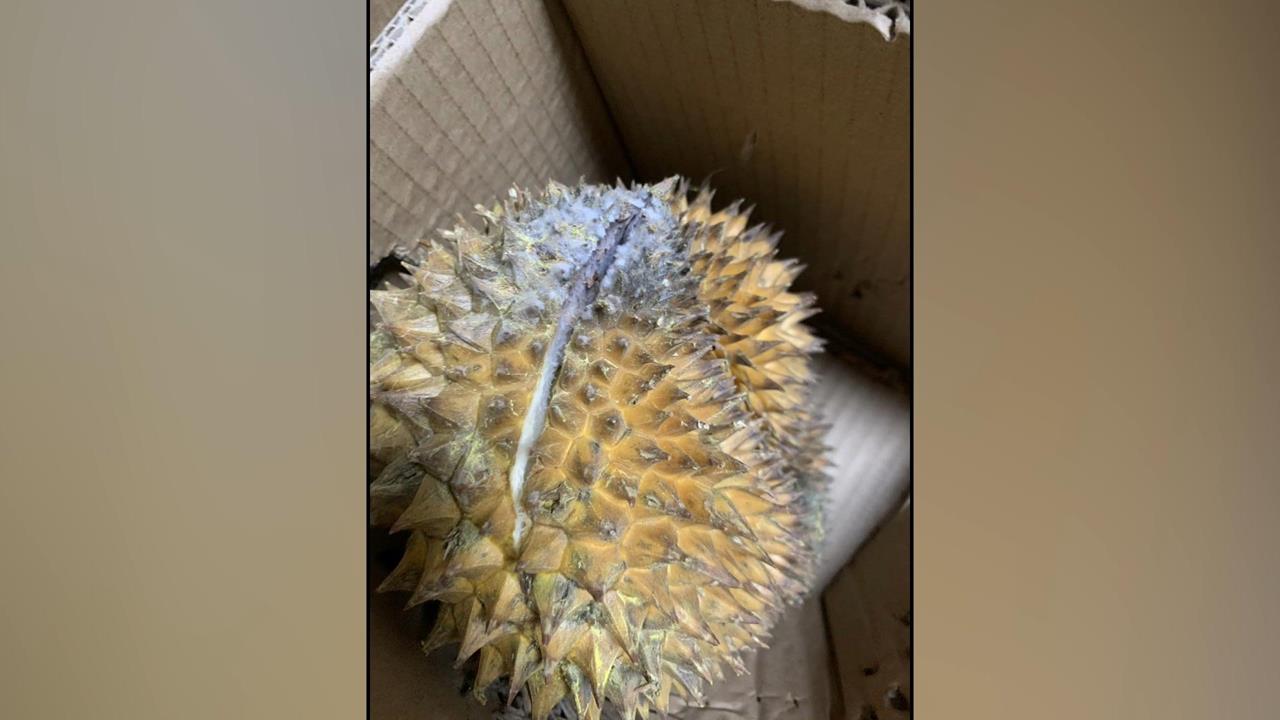 誰負責？　花近4千買榴槤竟發霉　控店家不退費還踢群
