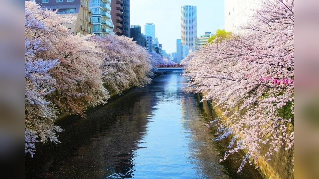 日本櫻花季人潮爆滿！　目黑川「日出橋拉布幕」遮美景