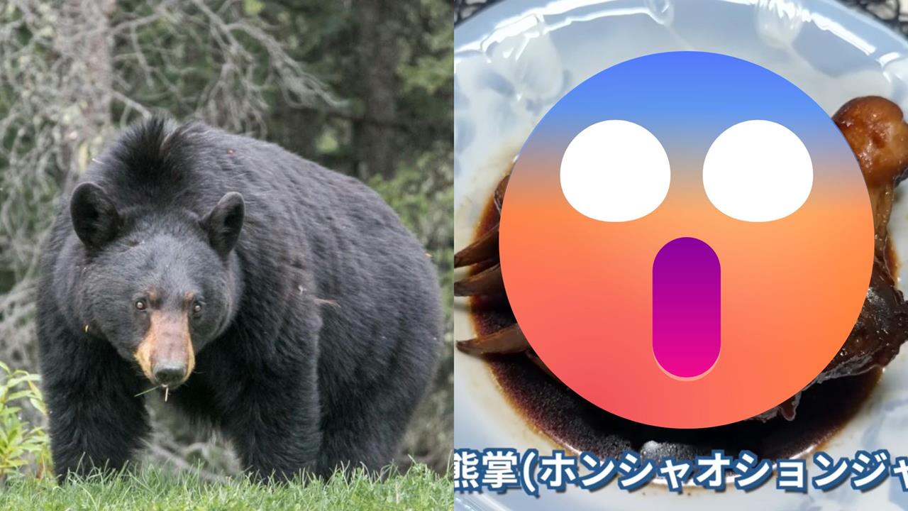 日男拍「紅燒熊掌」試吃喊:像牛肉!完整製作過程曝光…網驚見「1恐怖」片段