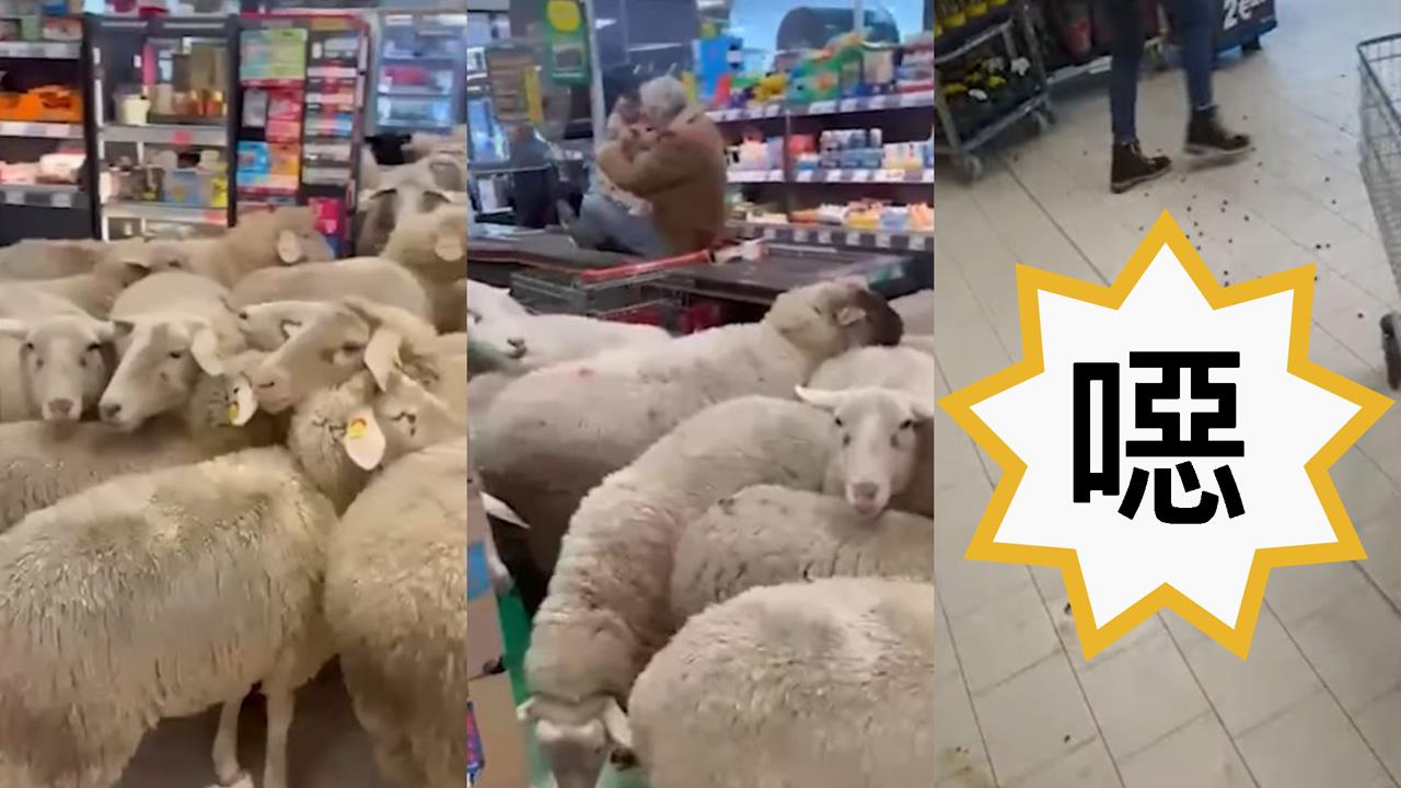 綿羊大軍擠爆超市留下一地混亂！店家：已清潔完畢「不會收取損失賠償」