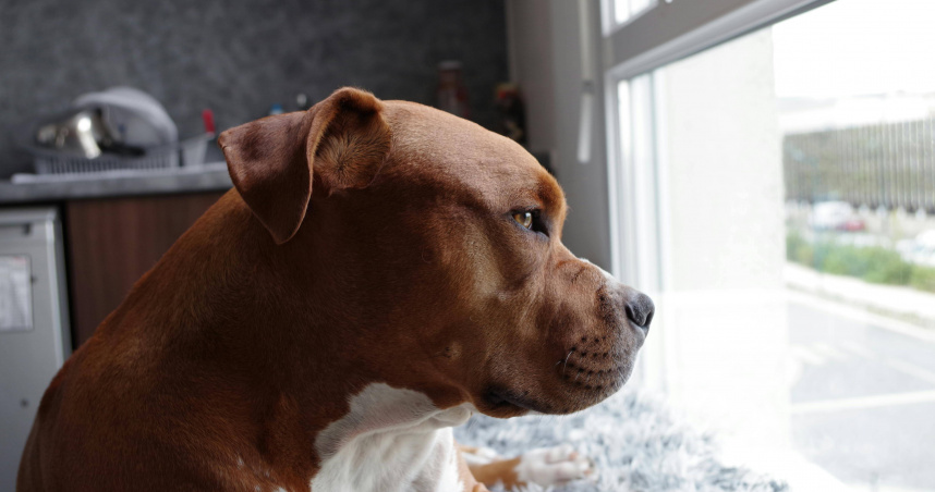 惡霸犬暴衝撲咬路人！ 飼主辯「狗只是熱情」遭判拘役30天+賠償1.9萬