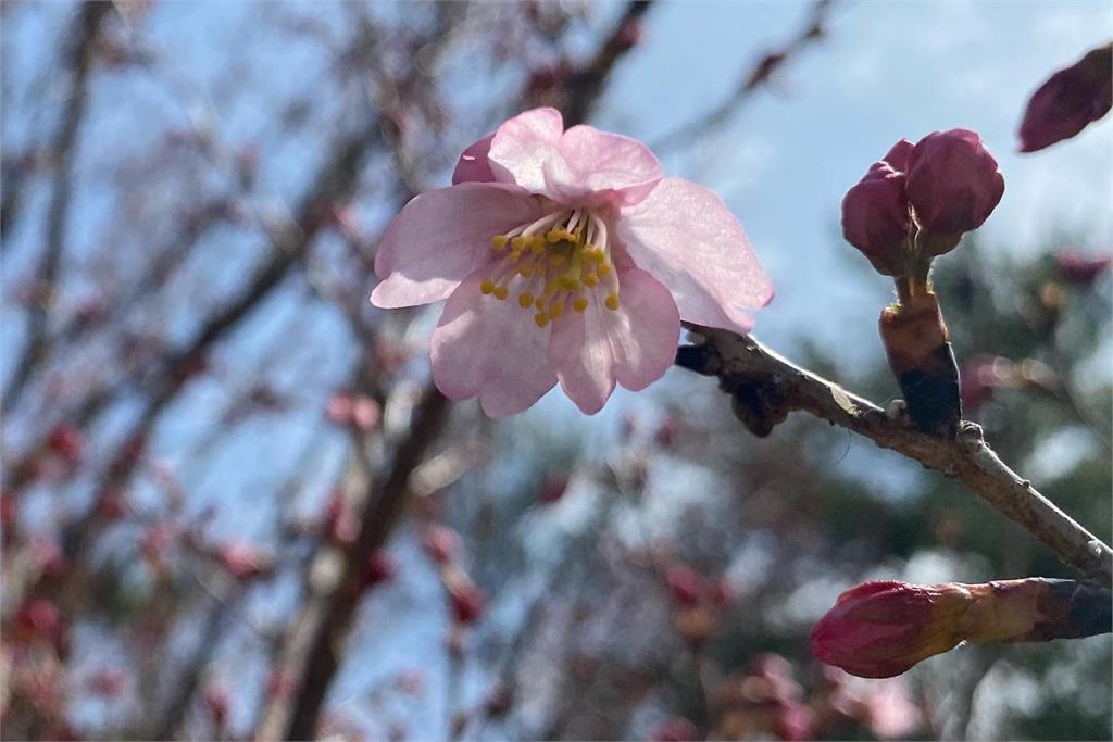 快新聞／賞櫻注意！日本「這兩地」櫻花已開　預計一週時間「全面盛開」