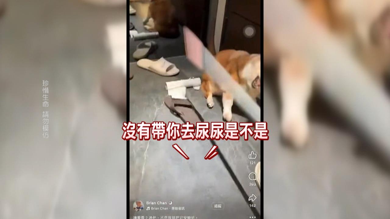 15歲老柯基「遭棍棒攻擊」! 茶聚加盟主涉虐狗、總部發聲了!