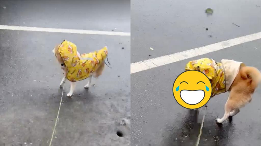 颱風天「黃衣柴柴」硬要「雨中漫步」　傲嬌臉氣笑主人：感覺在拍MV