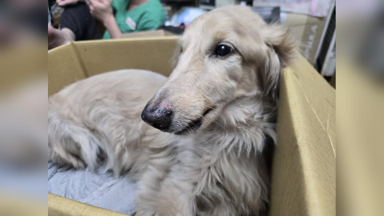 快新聞／冷血飼主！獨留臘腸犬在家「害3樓墜落恐癱瘓」　竟還棄養下場慘了