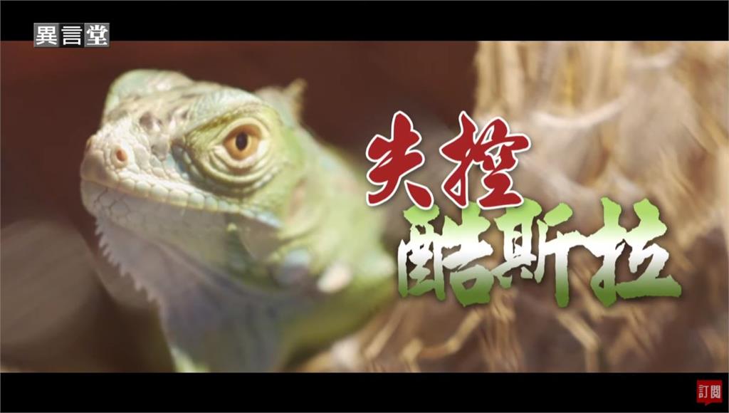 異言堂／酷斯拉在台灣現蹤？外來種綠鬣蜥全面入侵