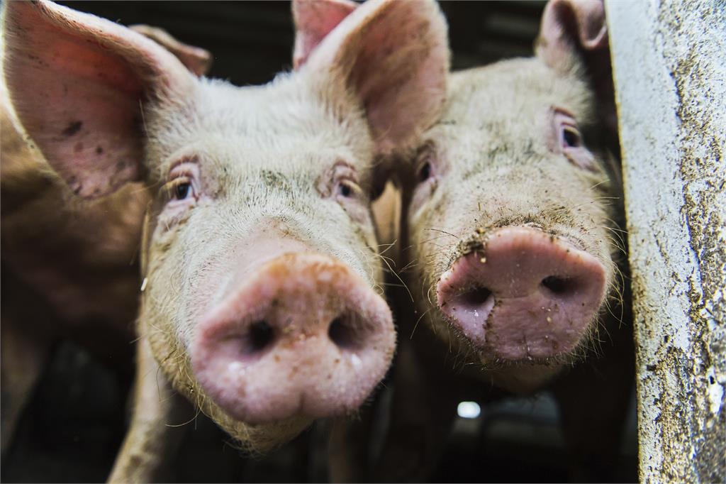 竹子養豬創雙贏　除臭助消化還能提高肉質