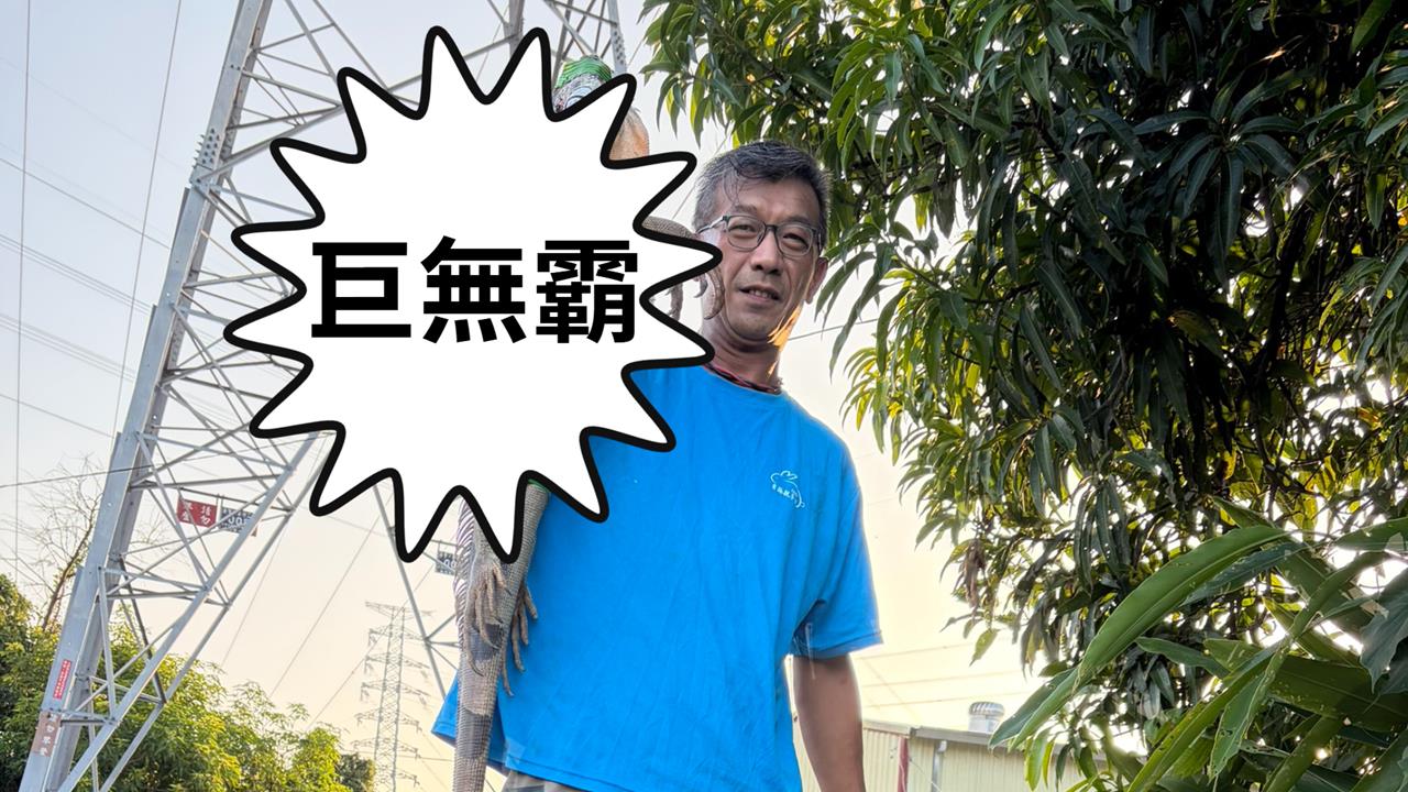 台南捕獲2公尺「怪獸哥吉拉」原型！他親曝：幾乎沒天敵、日均抓逾70隻