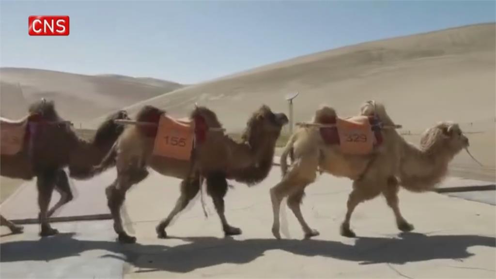 避免與遊客搶道 全球首座「駱駝專用紅綠燈」啟用