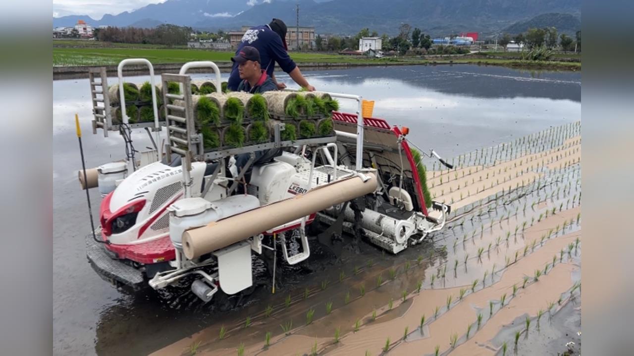 有機水稻新技術　「紙膜插秧」根源除草兼顧環保