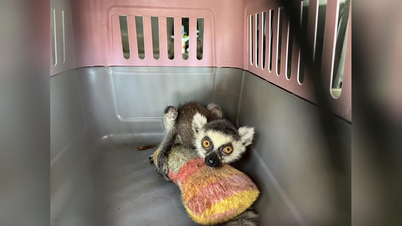 快新聞／震撼！宮廟停車場出現5隻「超稀有動物」　一查驚呆：是非法飼養