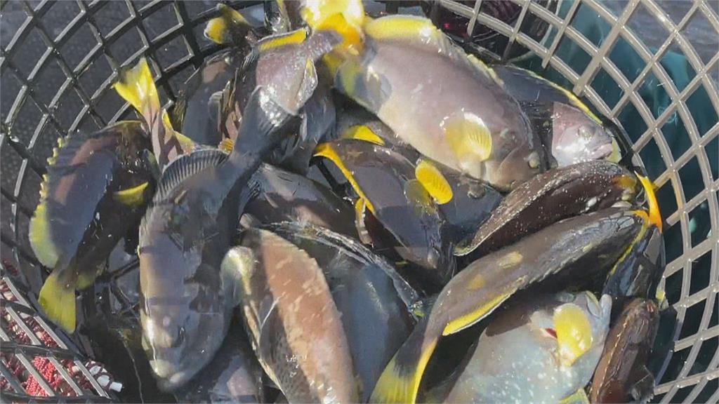 快新聞／中國指台灣活石斑檢出2種禁藥　暫停2養殖場活魚進口