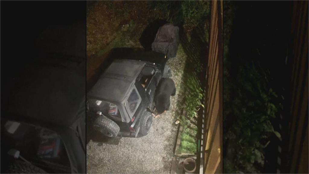 黑熊破窗「狂喝」畫面曝光　車內72罐汽水遭洗劫！只有這款牠不愛