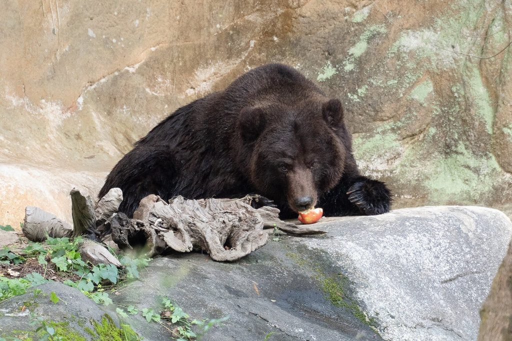北市動物園棕熊小喬罹癌　術後盼民眾集氣