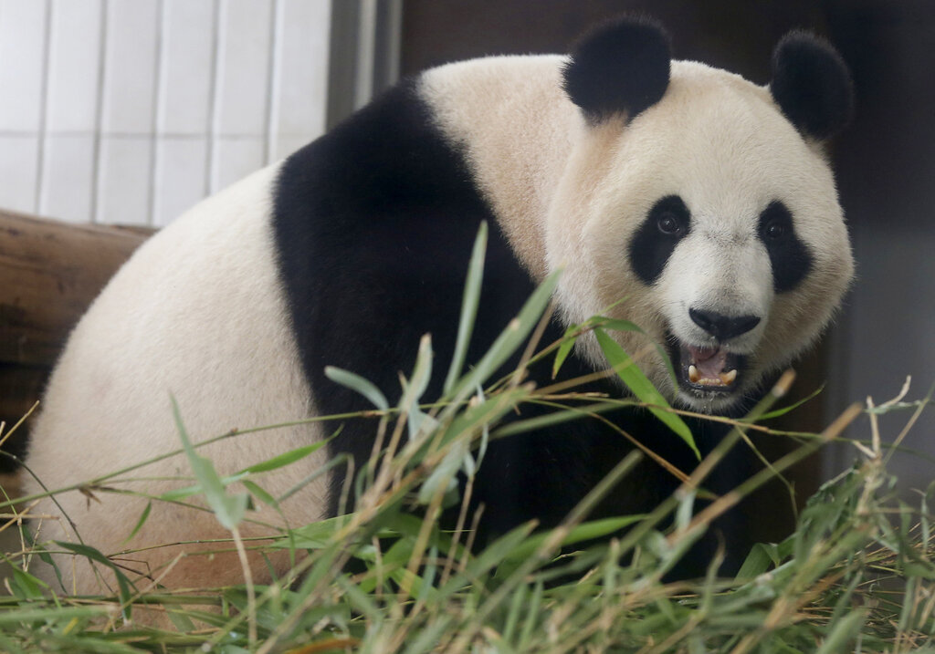 東京上野動物園貓熊健康亮紅燈！　下月將送返中國治療